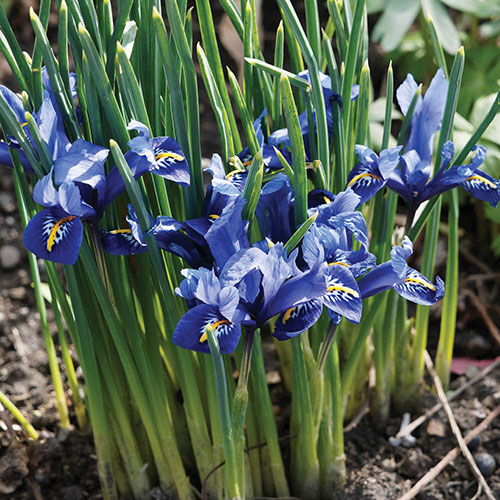 Iris Harmony Iris Harmony
