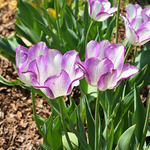 Tulip Shirley