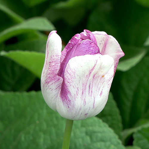 Tulip Shirley Tulip Shirley