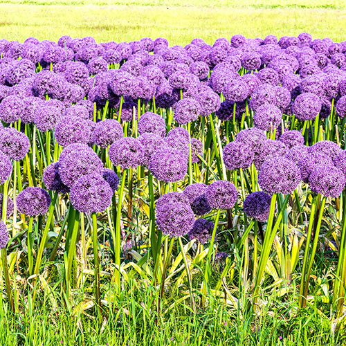 Allium Gladiator Allium Gladiator