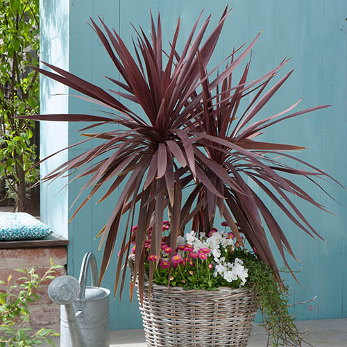 Cordyline australis Red Star Cordyline australis Red Star
