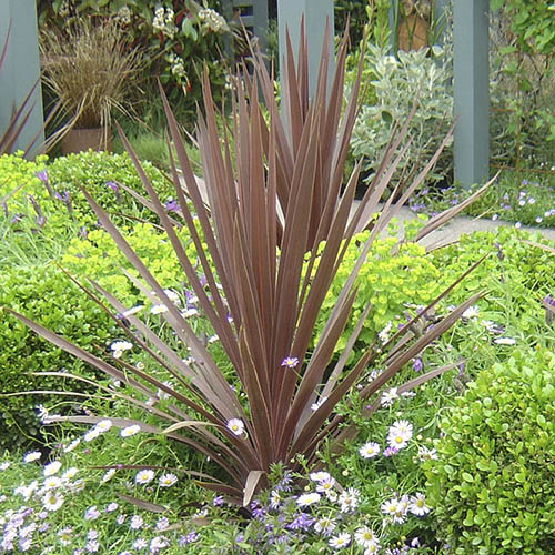 Cordyline australis Red Star Cordyline australis Red Star