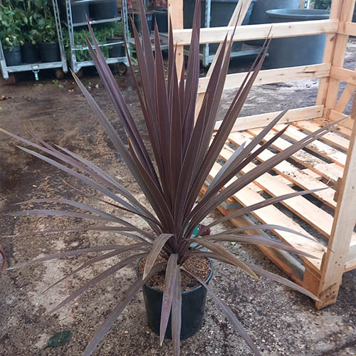 Cordyline australis Red Star Cordyline australis Red Star
