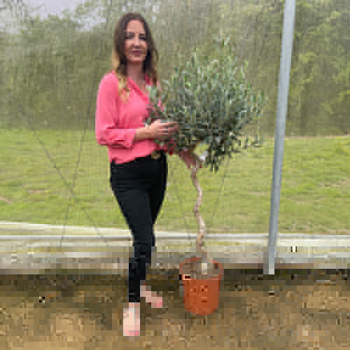 Spiral Stem Standard Olive Tree Spiral Stem Standard Olive Tree