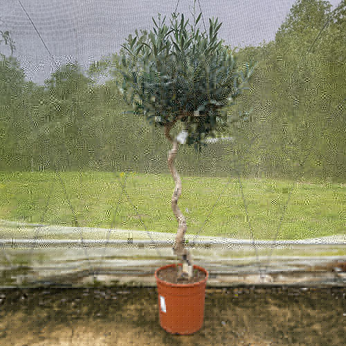Spiral Stem Standard Olive Tree Spiral Stem Standard Olive Tree