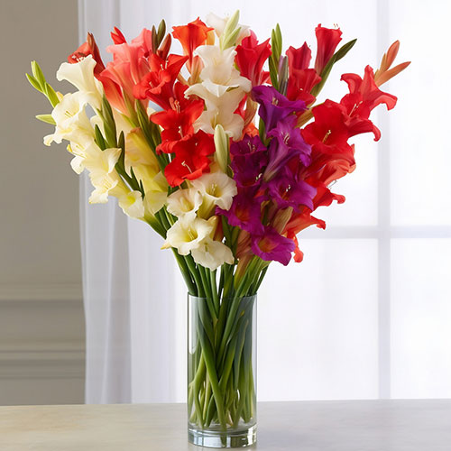 Glamorous Gladioli Glamorous Gladioli