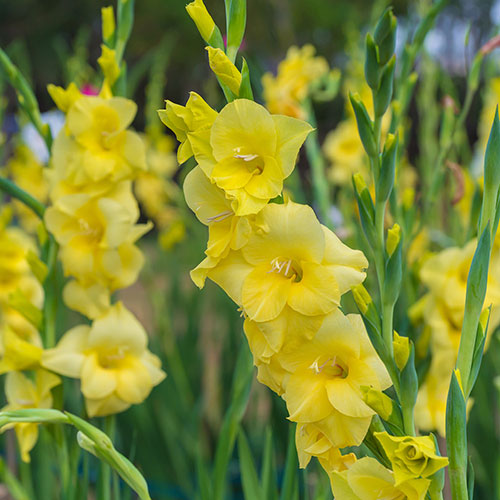 Glamorous Gladioli Glamorous Gladioli