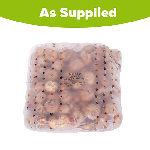 Glamorous Gladioli Glamorous Gladioli