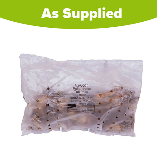 Polianthes tuberosa The Pearl Polianthes tuberosa The Pearl