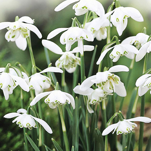 Double-Flowered Snowdrops In The Green Double-Flowered Snowdrops In The Green
