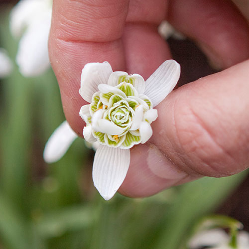 Double-Flowered Snowdrops In The Green Double-Flowered Snowdrops In The Green