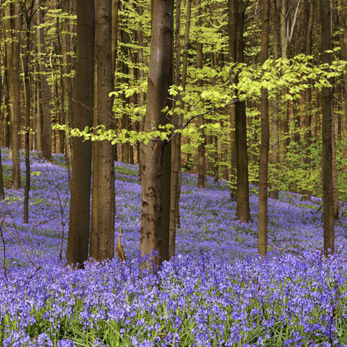 British Native Bluebells In the Green British Native Bluebells In the Green
