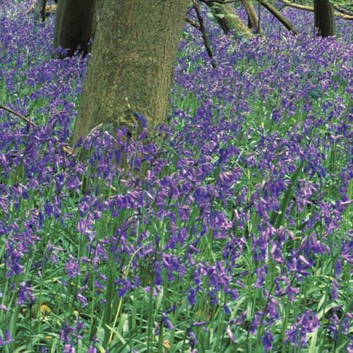 British Native Bluebells In the Green British Native Bluebells In the Green