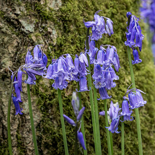 British Native Bluebells In the Green British Native Bluebells In the Green