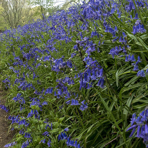 British Native Bluebells In the Green British Native Bluebells In the Green