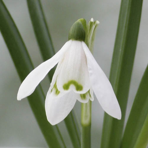 Single & Double Snowdrops In The Green Twinpack Single & Double Snowdrops In The Green Twinpack