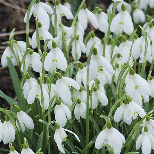 Single & Double Snowdrops In The Green Twinpack Single & Double Snowdrops In The Green Twinpack