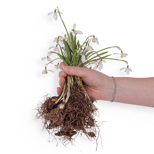 Single & Double Snowdrops In The Green Twinpack Single & Double Snowdrops In The Green Twinpack