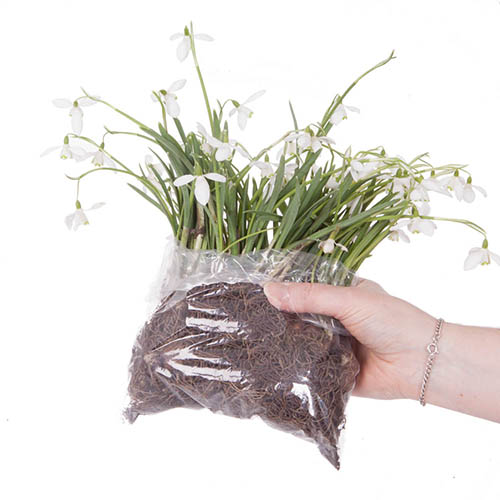 Single & Double Snowdrops In The Green Twinpack Single & Double Snowdrops In The Green Twinpack