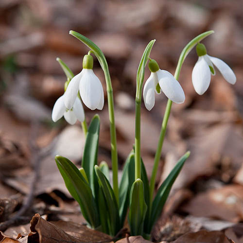 Single & Double Snowdrops In The Green Twinpack Single & Double Snowdrops In The Green Twinpack
