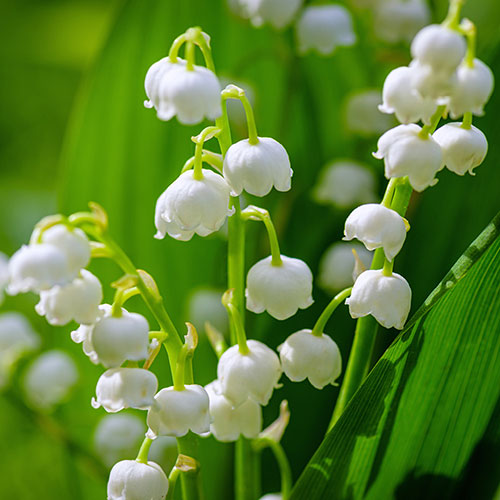 Lily of the Valley Lily of the Valley
