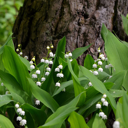 Lily of the Valley Lily of the Valley