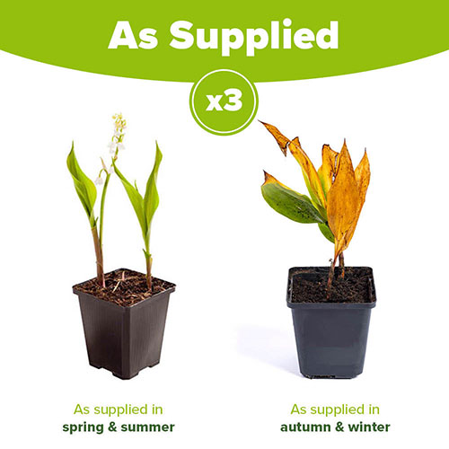 Lily of the Valley Lily of the Valley