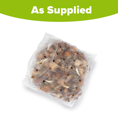 Miniature Daffodils Miniature Daffodils