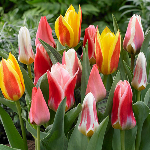 Early Flowering Short Tulip Mix