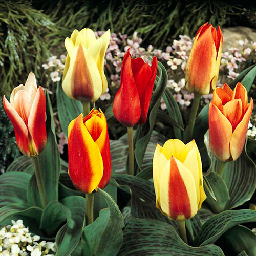 Early Flowering Short Tulip Mix Early Flowering Short Tulip Mix