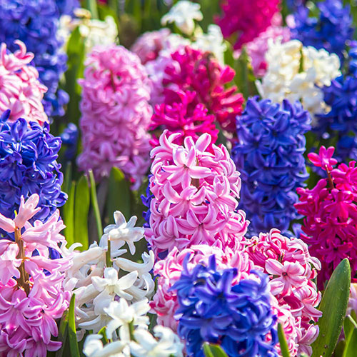 Mixed Hyacinths Mixed Hyacinths