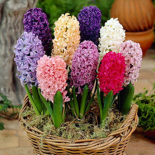 Mixed Hyacinths Mixed Hyacinths