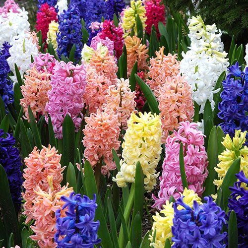 Mixed Hyacinths Mixed Hyacinths