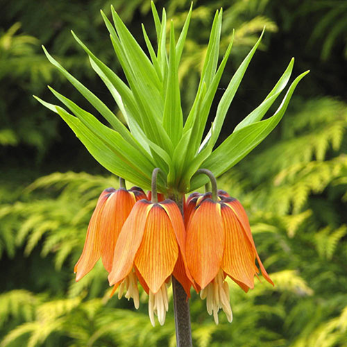Fritillaria Orange Crown Imperial Fritillaria Orange Crown Imperial