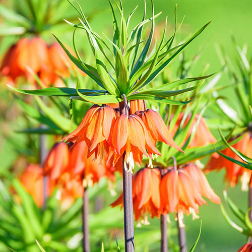 Fritillaria Orange Crown Imperial Fritillaria Orange Crown Imperial