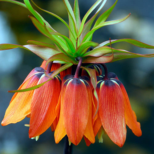Fritillaria Orange Crown Imperial Fritillaria Orange Crown Imperial