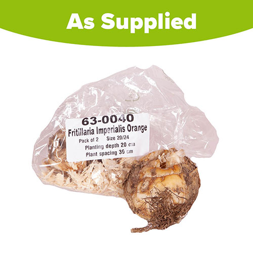 Fritillaria Orange Crown Imperial Fritillaria Orange Crown Imperial