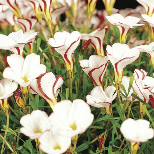 Candy Cane Sorrel Candy Cane Sorrel