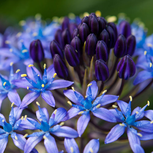 Caribbean Lily Caribbean Lily