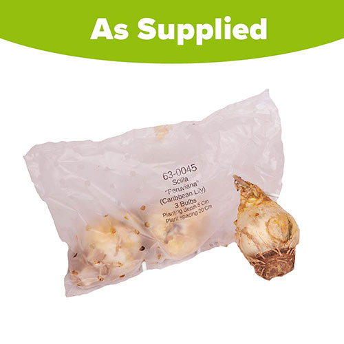 Caribbean Lily Caribbean Lily