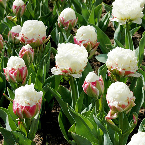 Tulip Ice Cream Tulip Ice Cream