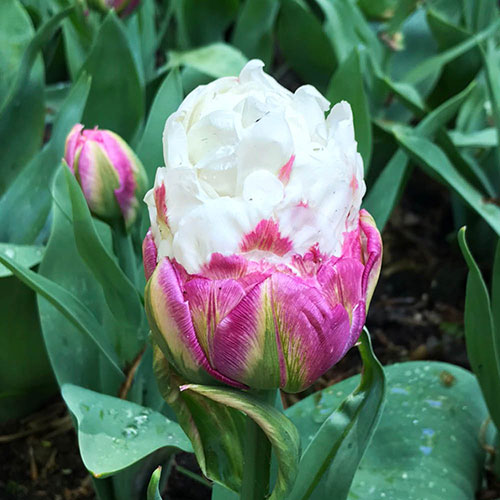 Tulip Ice Cream Tulip Ice Cream