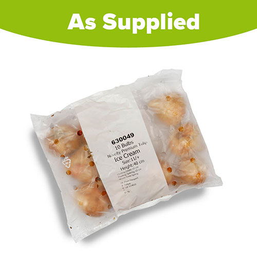 Tulip Ice Cream Tulip Ice Cream