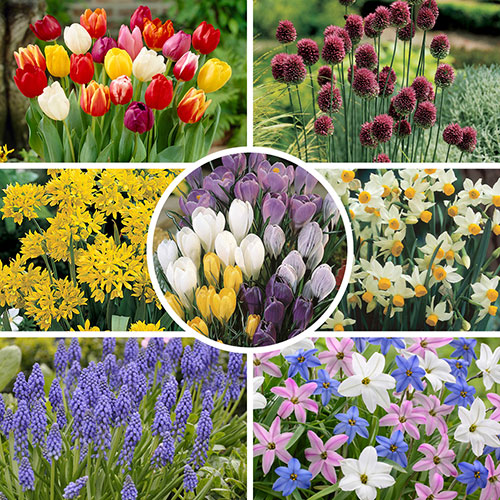 Complete Spring Flowering Bulb Collection Complete Spring Flowering Bulb Collection