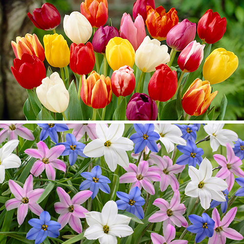 Complete Spring Flowering Bulb Collection Complete Spring Flowering Bulb Collection