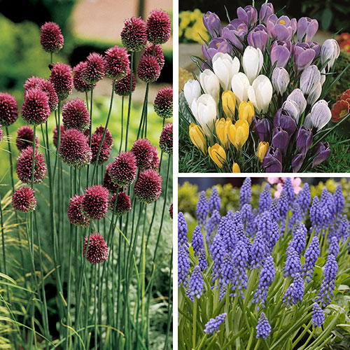 Complete Spring Flowering Bulb Collection Complete Spring Flowering Bulb Collection