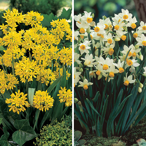 Complete Spring Flowering Bulb Collection Complete Spring Flowering Bulb Collection