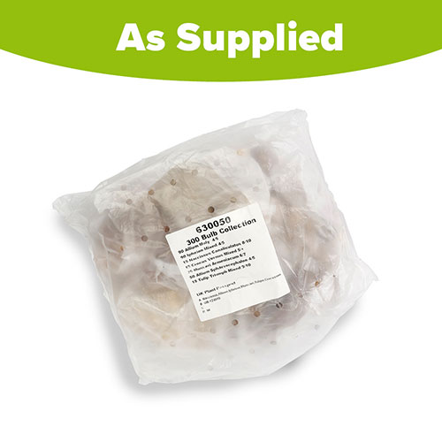 Complete Spring Flowering Bulb Collection Complete Spring Flowering Bulb Collection