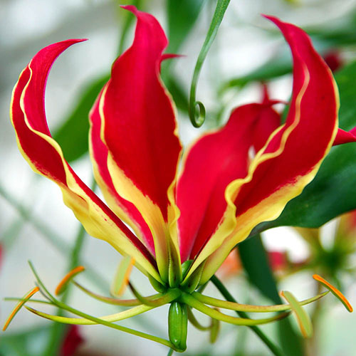 Flame Lily Gloriosa rothschildiana Flame Lily Gloriosa rothschildiana