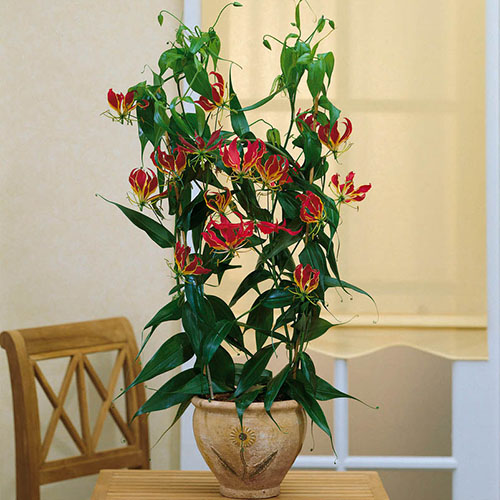 Flame Lily Gloriosa rothschildiana Flame Lily Gloriosa rothschildiana
